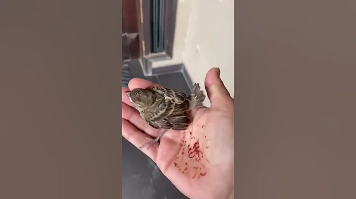 Rescue of baby sparrow - DayDayNews