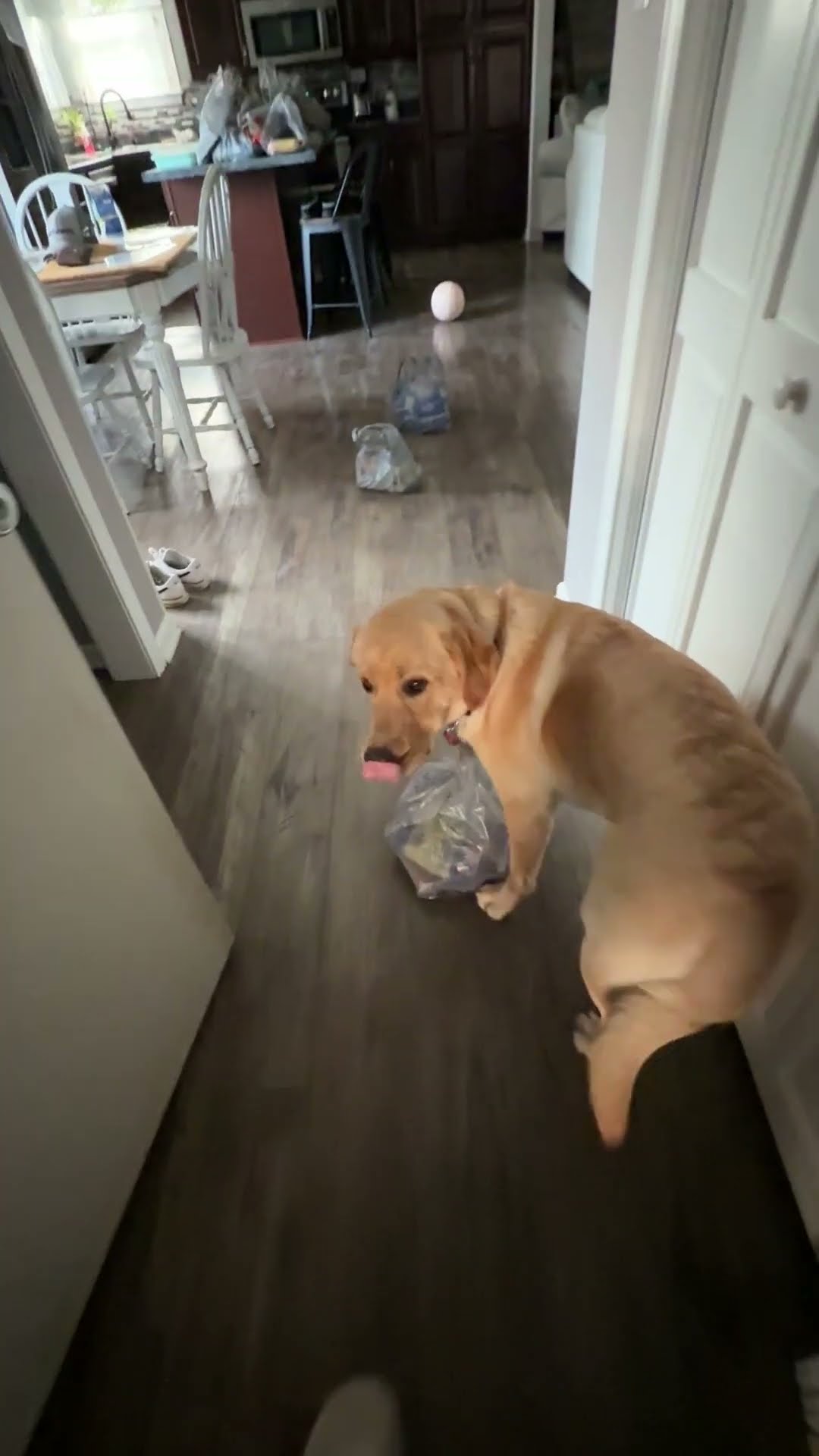 Labrador Retriever Trained To Carry Groceries For Owner || ViralHog