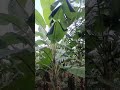 Nentheran farming