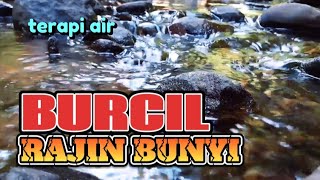 BURCIL RAJIN BUNYI, suara air terapi burung, kicauan burung dialam