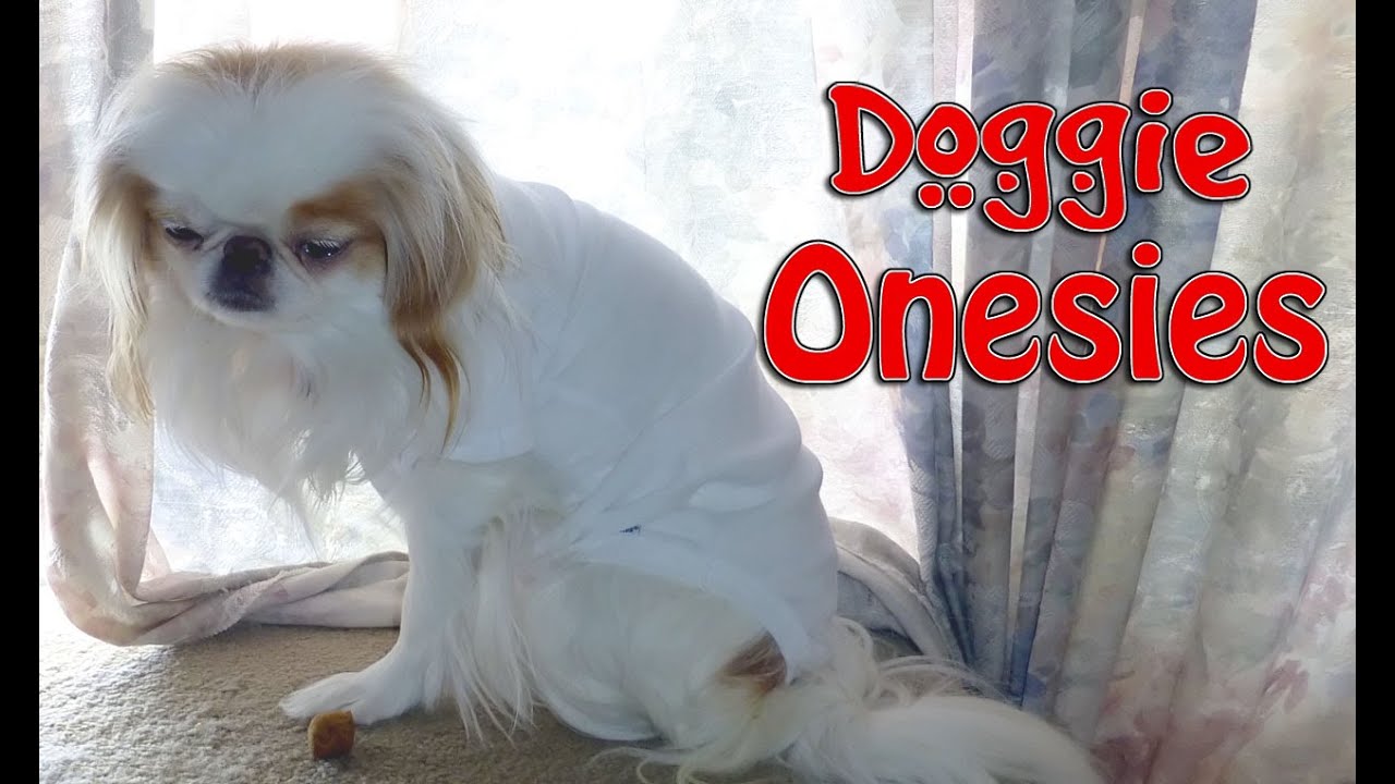 Doggie Cone Of Shame Alternative