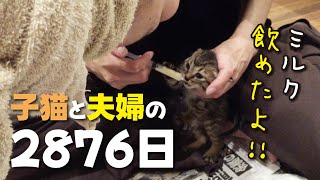 僕の子猫を紹介します by Cute kitten（双子の子猫のわんぱく日記） 9,075 views 1 month ago 18 minutes