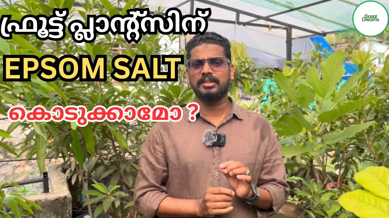 ഫ്രൂട്ട് പ്ലാന്റ്സിന് എപ്സോം സാൾട്ട് കൊടുക്കേണ്ട രീതികൾ | Epsom Salt Fertilizer For Fruit Plants