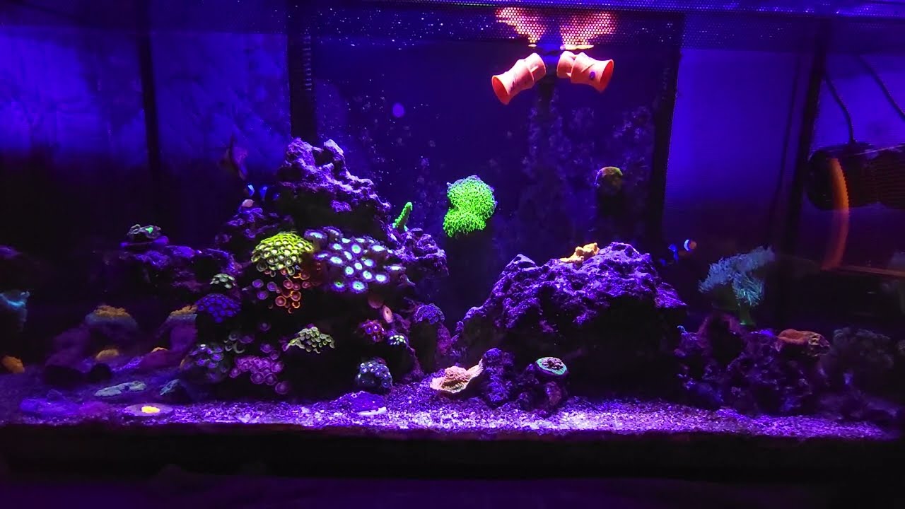 ‪@207NanoReefing‬