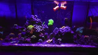 @207NanoReefing  fluval flex 32.5 mixed reef review