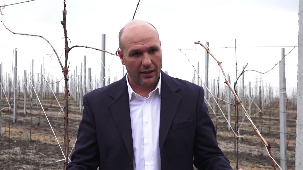 Sistemul de conducere Pergola pentru strugurii de masa asigura eficientă și calitate