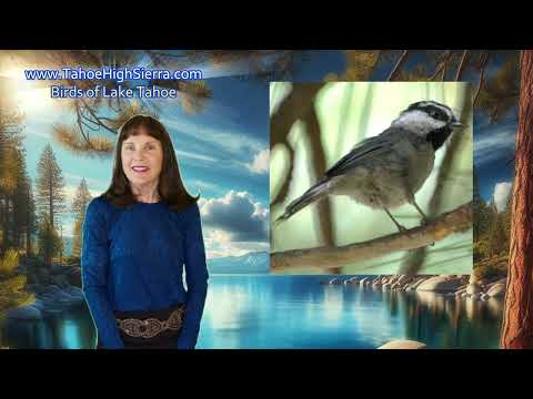 Mountain Chickadees Are Small But Mighty At Tahoe Birdsounds 