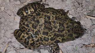 Download Lagu tiếng ếch đồng kêu chuẩn cho anh em bẩy loa vào vụ 2025 MP3