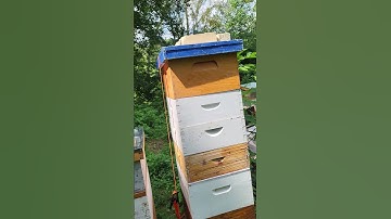 Quick & Dirty on the Demaree Method of Swarm Control for Honey Bees