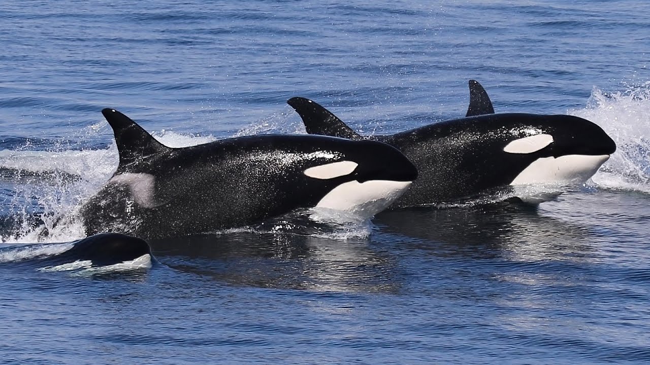 Rare Sighting! Orcas and Humpbacks Off the California Coast (With Dolphins Too!)