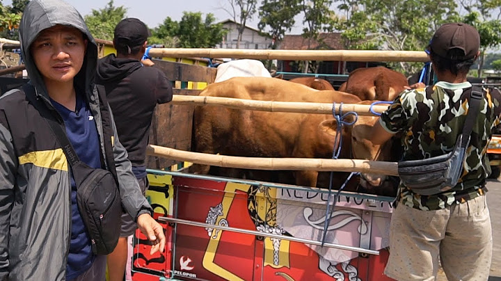 MAIN KE PASAR SAPI !! BINGUNG.. DAPET 6 EKOR - TRUKNYA GA MUAT