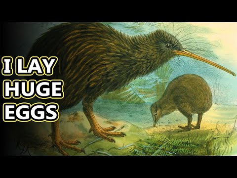 Kiwi facts: New Zealand&rsquo;s flightless birds | Animal Fact Files