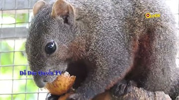 Sóc bụng đỏ | Tiếng kêu sóc bụng đỏ | Callosciurus erythraeus | Đỗ Đức Quyền TV