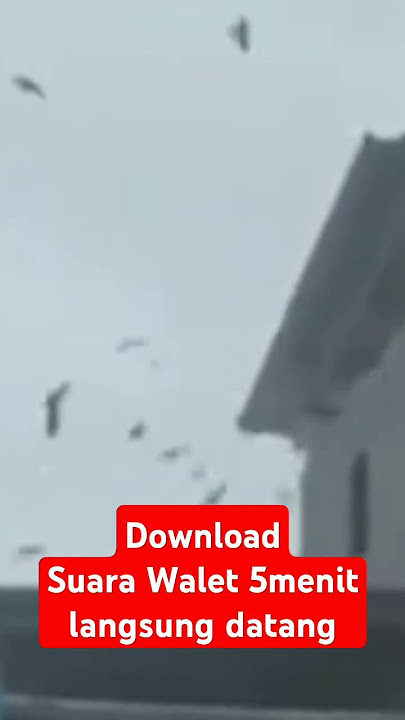 download suara walet #downloadmp3suarawalet #burung #walet #responsuarawalet #budidayaburungwalet