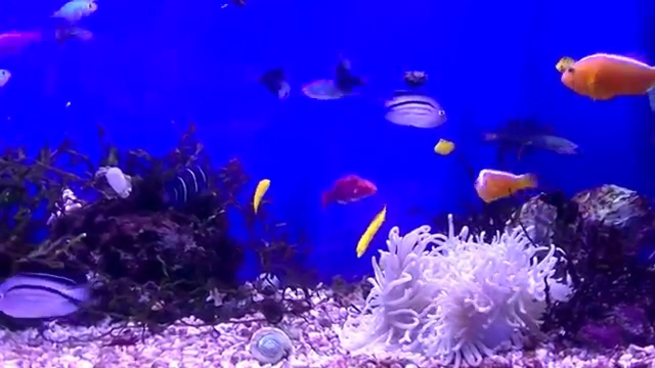 世界のとれたて海水魚 通信販売 の日海 Web Com 日海センター 生ブラインシュリンプ 海水魚 熱帯魚繁殖用品 世界のとれたて海水魚 通信販売 の日海 Web Com 日海センター 生ブラインシュリンプ 海水魚 熱帯魚繁殖用品
