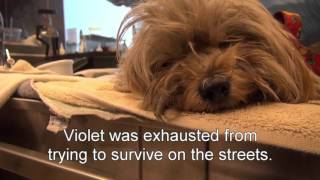 Hope For Paws  ( Violet  A Must See Rescue Of A Sick Maltese )