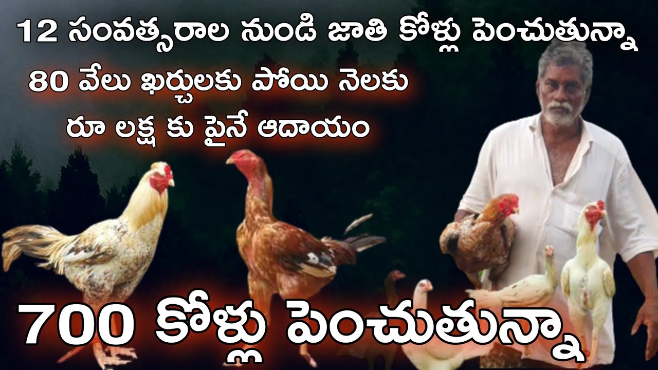 కోళ్ల పెంపకం లో సుబ్బరాజు గారికి సాటి లేరు ! Bheemavaram Breede Poultry Farm House Complete Details