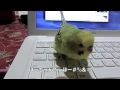 Budgerigar, おしゃべり好きセキセイインコ　ただ今練習中！