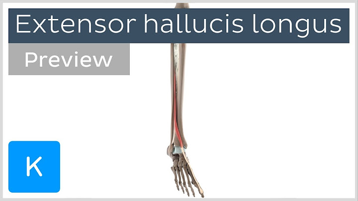 Functions of the extensor hallucis longus muscle (preview) - 3D Human Anatomy | Kenhub