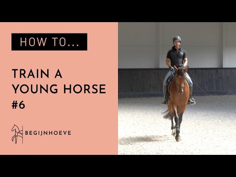 Video: How To Train A Young Horse