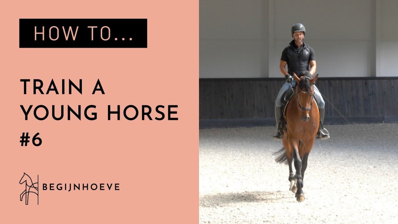 How to ride a young horse? Begijnhoeve How to 6 YouTube