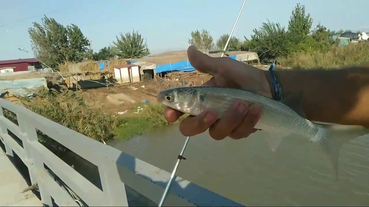 adana karagöçer kanalı kefal avı