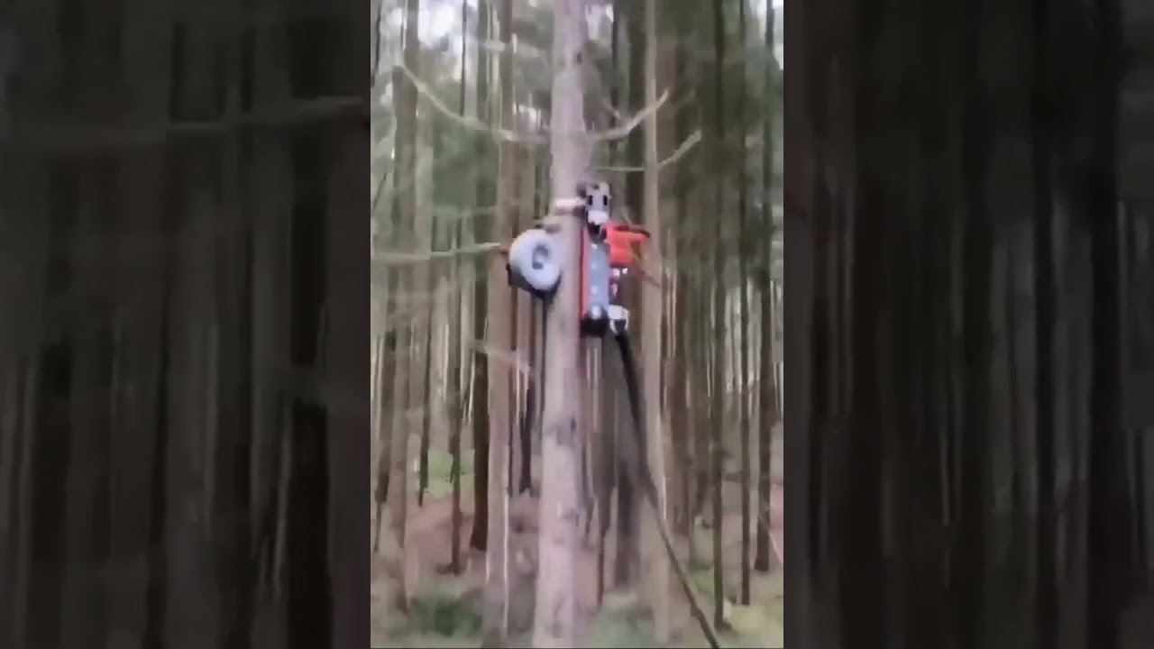 New tree pruning tech.