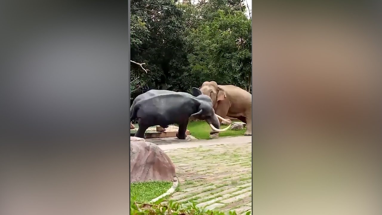 Angry elephant attacks massive bull sculpture after mistaking it for love rival