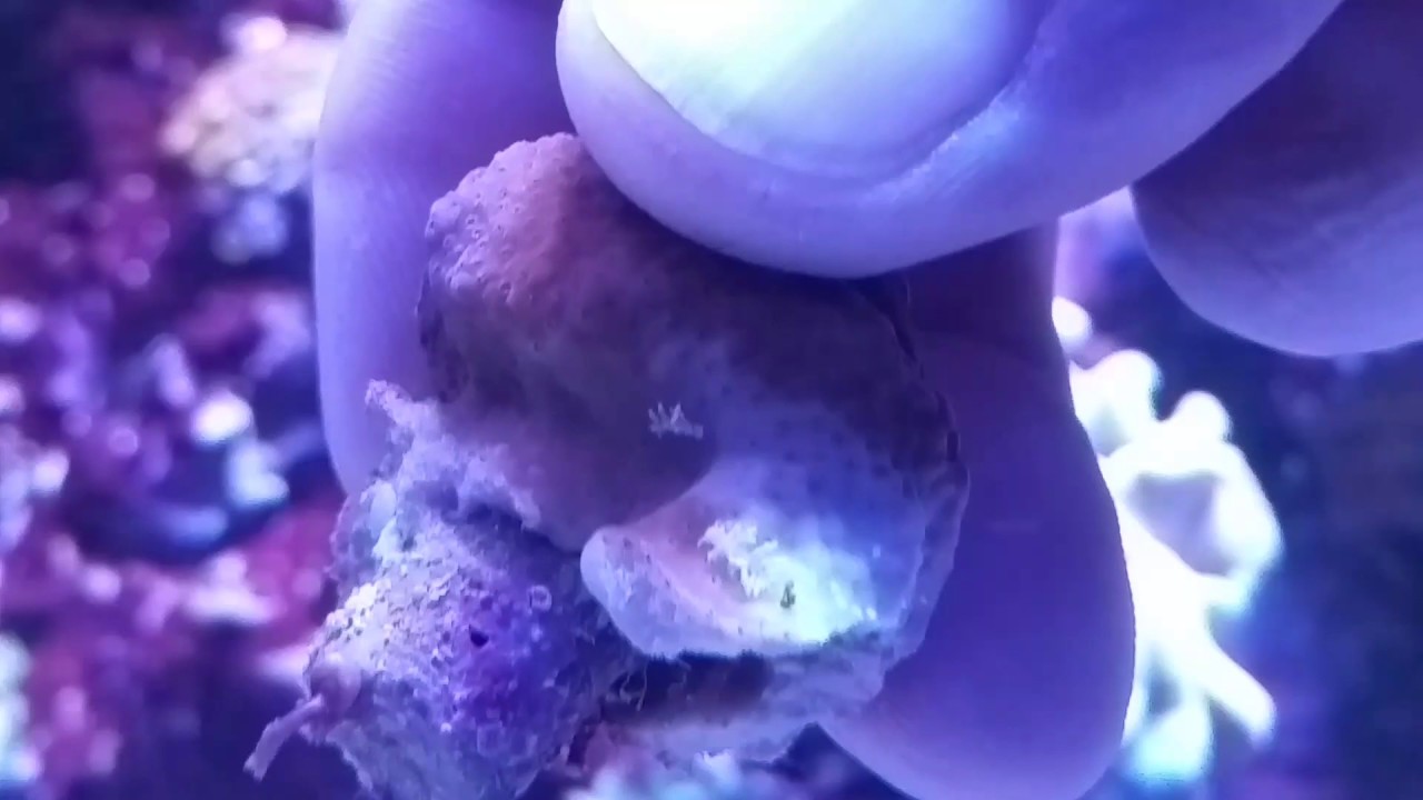 Montipora eating nudibranchs YouTube