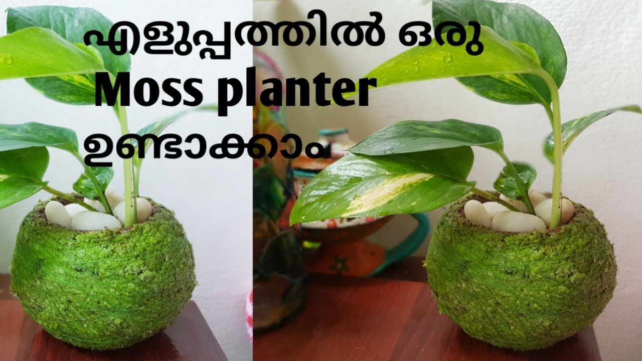 Moss planter/Using clay pot/Pot decor