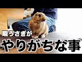 かまって欲しくて悪さをするウサギ Mischief to rabbit #331