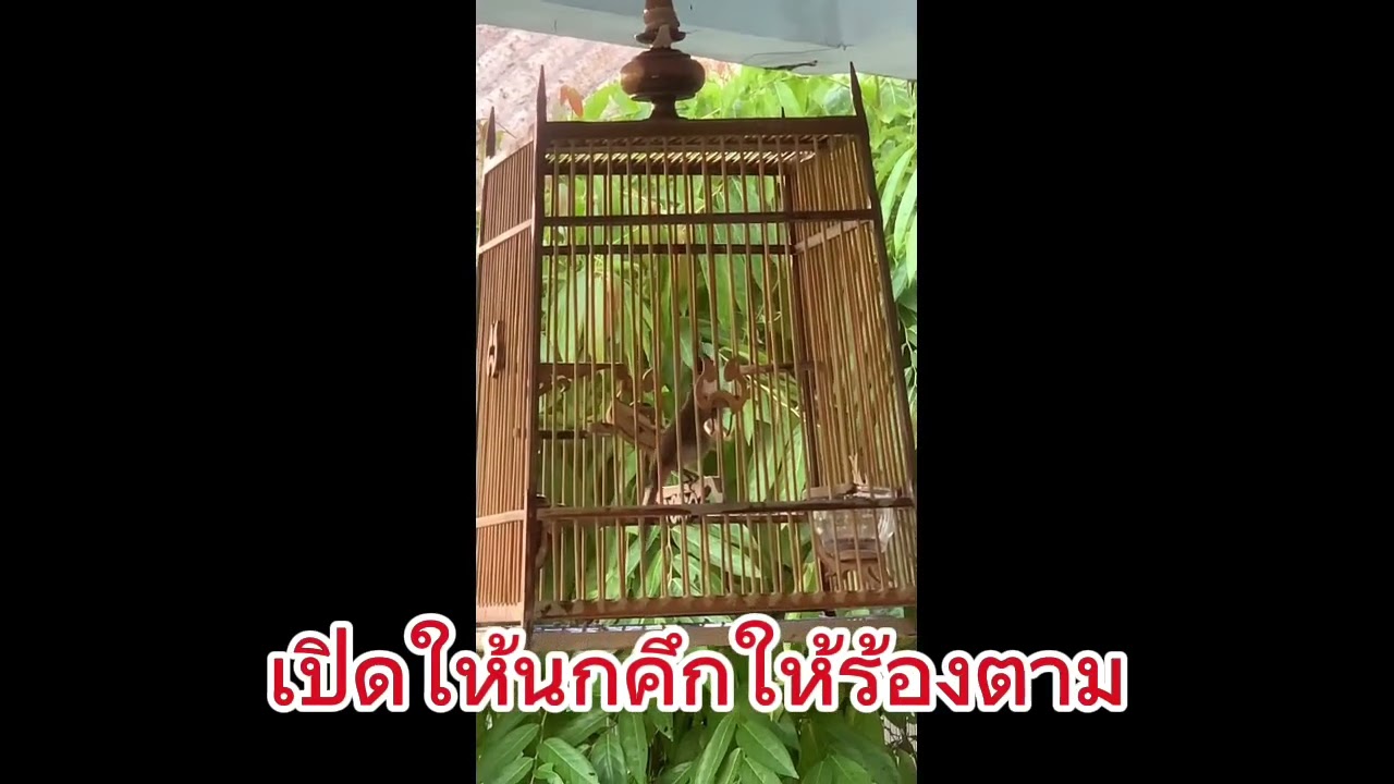 17/9/68 เสียงนกกรงหัวจุก เปิดให้นกคึกให้ร้อนตาม