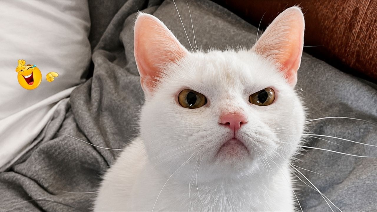 Best Cat Moments 🐈 | TRY NOT TO LAUGH – FUNNY Cat FAILS Compilation 😹😂