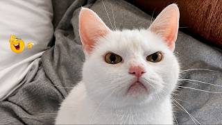 Best Cat Moments 🐈 | TRY NOT TO LAUGH – FUNNY Cat FAILS Compilation 😹😂