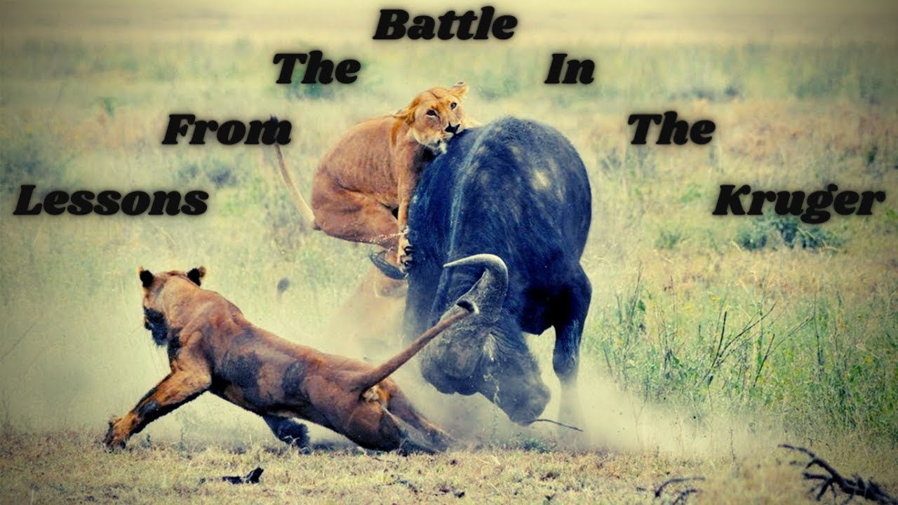 Lessons from 'The Battle at The Kruger