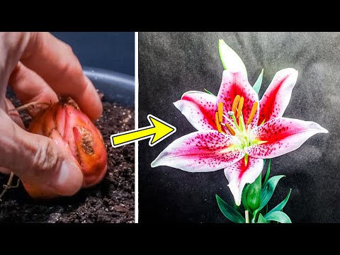 ভিডিও: Cyrtanthus Lily বাল্ব তথ্য: কিভাবে Cyrtanthus Lilies বাড়ির ভিতরে এবং বাইরে বৃদ্ধি করা যায়