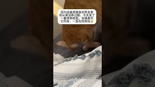 猫：第一次见面，交个朋友 #shorts