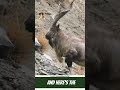Markhor: The Spiral-Horned King of the Mountains #markhor #wildlife #amazinganimals #mountainlife