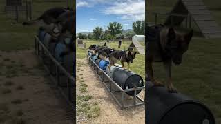 k9 training amazing #dogtraining #germanshepherd