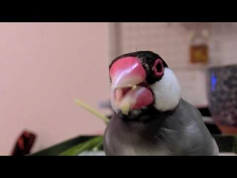 桜文鳥ほーちゃん こきびの緑穂 カメラ目線で高速ハムハム 文鳥動画