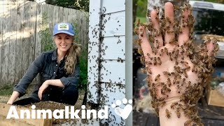 Beekeeper rescues bees with her bare hands | Animalkind