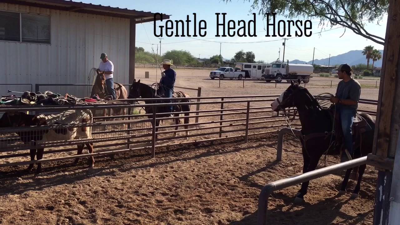 Gentle Head Horse For Sale YouTube