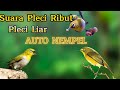 Suara pleci ribut untuk pikat pleci liar auto nempel