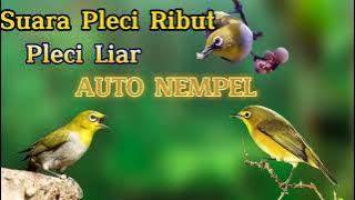 Suara pleci ribut untuk pikat pleci liar auto nempel