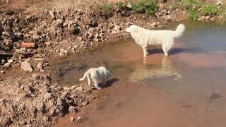 Puppies in awe of their grandmother's wading abilities. by Brooke Oland 60 views 4 years ago 1 minute, 36 seconds