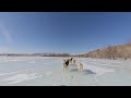 4K VR180 Dogsledding in Mongolia