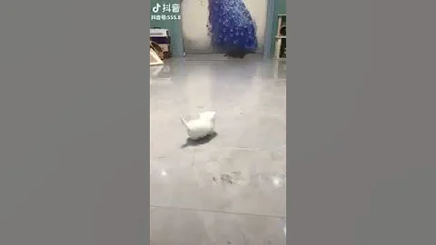 Watch the video about Cat Series