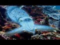 Cuttlefish hypnotises prey  blue planet ii  bbc earth