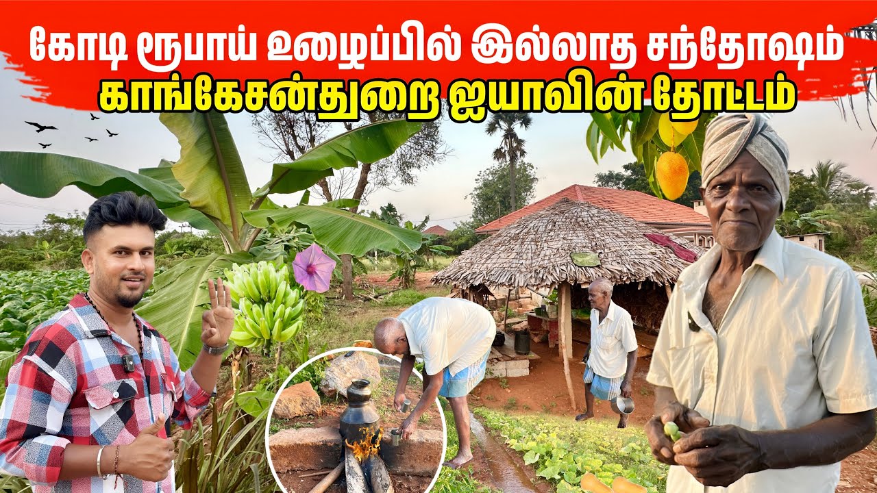 தனக்கென சுய முயற்சியில் சரித்திரம் படைத்த முதியவர் | Jaffna Farming Life 