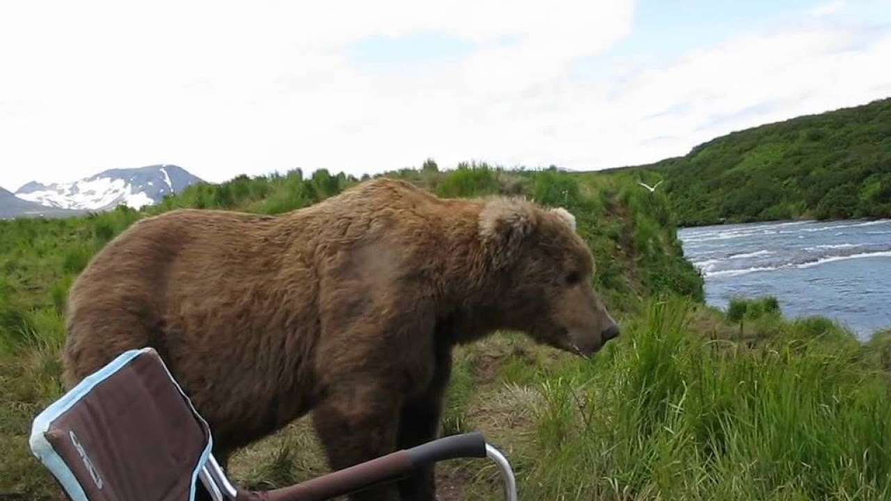 Bear sits next to guy